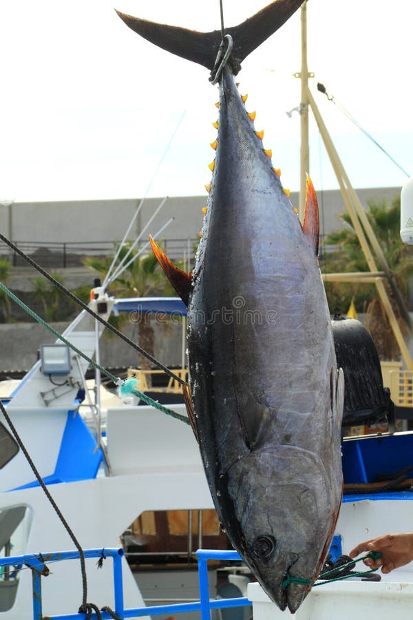 Freshly caught tuna fish