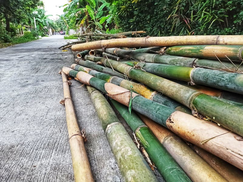 Cut Bamboo Stacks Stock Photos Free & RoyaltyFree Stock Photos from