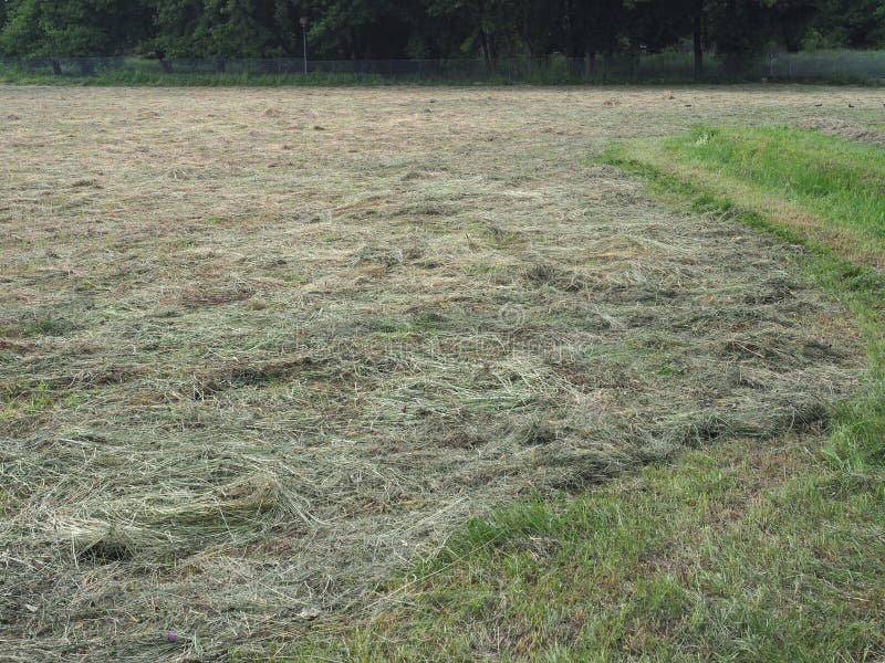 Freshly cut hay stock photo. Image of field, nature 185699502