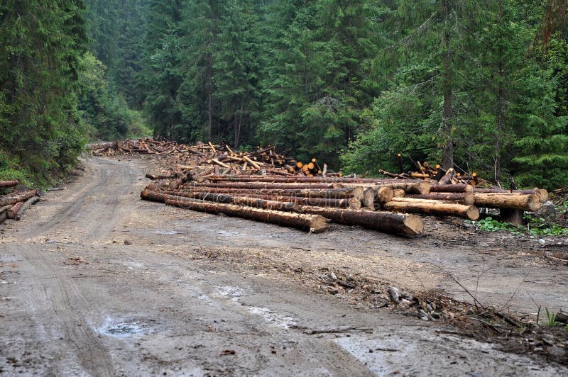 Freshly Cut Tree Trunks Near a Forest Road Stock Photo Image of stem