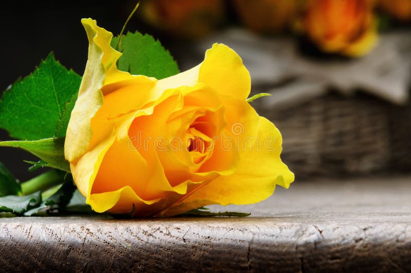 Freshly cut yellow rose