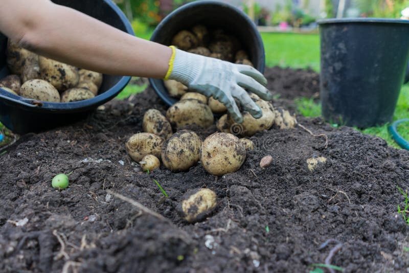 Freshly dug up potatoes stock image. Image of freshly - 99219147