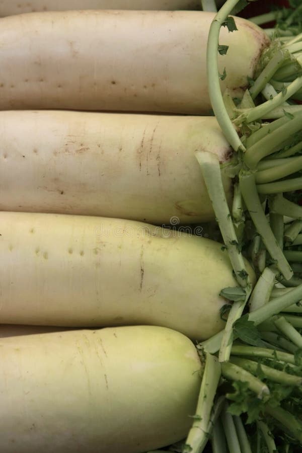 Freshly Harvest White Radish Stock Photo Image of nutritious, raddish