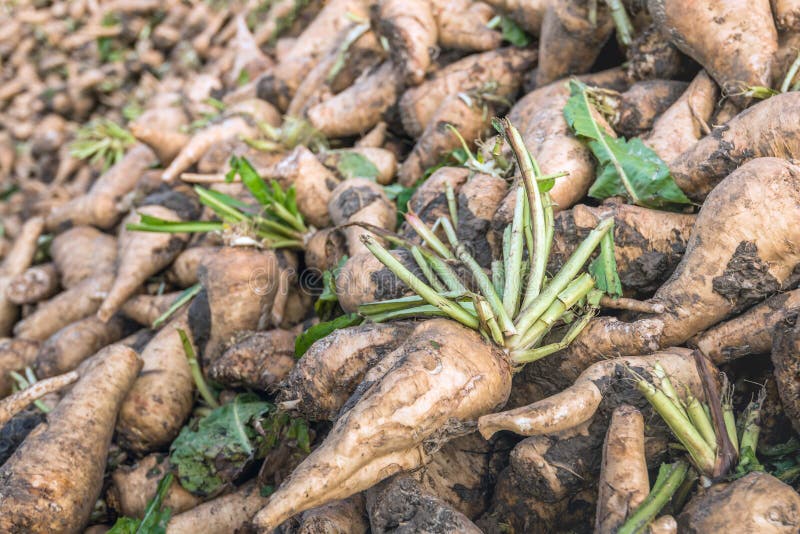 Closeup of freshly harvested chicory roots dumped in a pile and waiting for transport to the inulin factory. Closeup of freshly harvested chicory roots dumped in a pile and waiting for transport to the inulin factory.