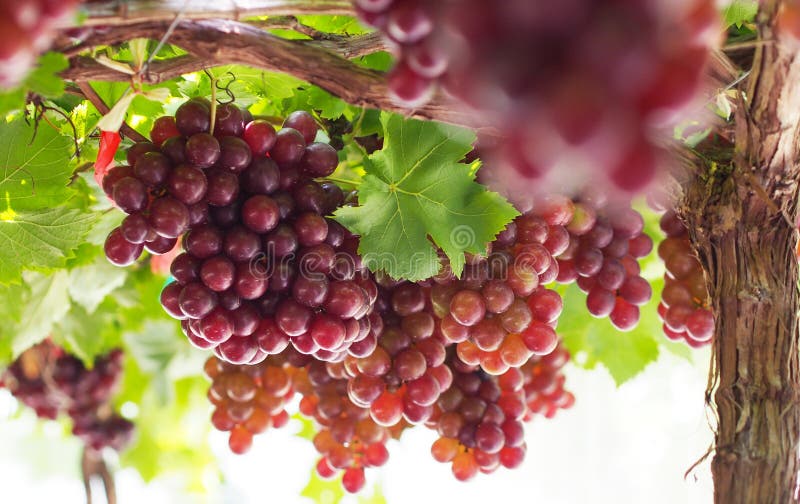 https://thumbs.dreamstime.com/b/freshly-harvested-flame-seedless-grapes-farmers-hands-freshly-harvested-flame-seedless-grapes-red-seedless-variety-260016027.jpg