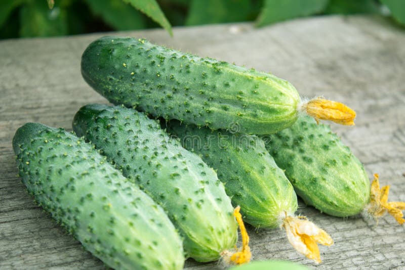Freshly Harvested Pickling Cucumbers on Rustic Dark Wood from Above