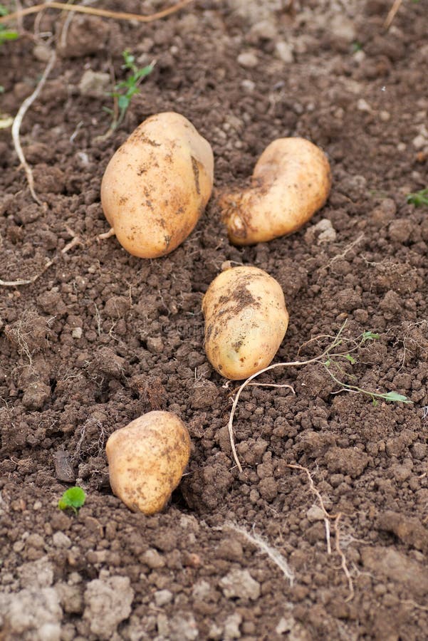 Freshly Harvested Potatoes on the Ground Stock Image Image of harvesting, harvest 35005497