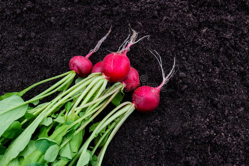 Freshly harvested radish on garden soil background