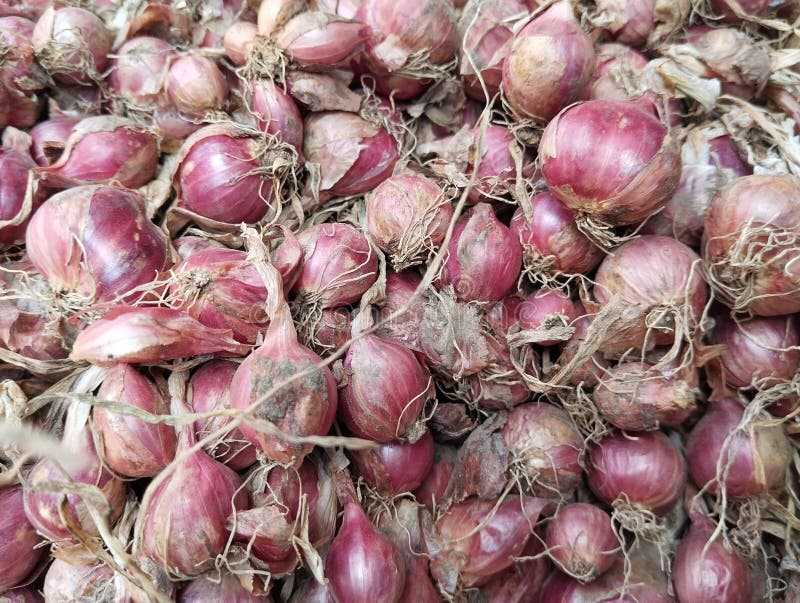 175 Harvested Shallots Stock Photos - Free & Royalty-Free Stock