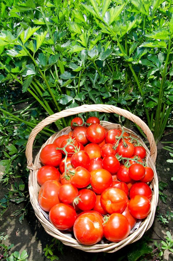 Tomatoes stock photo. Image of homegrown, cultivated 25828800