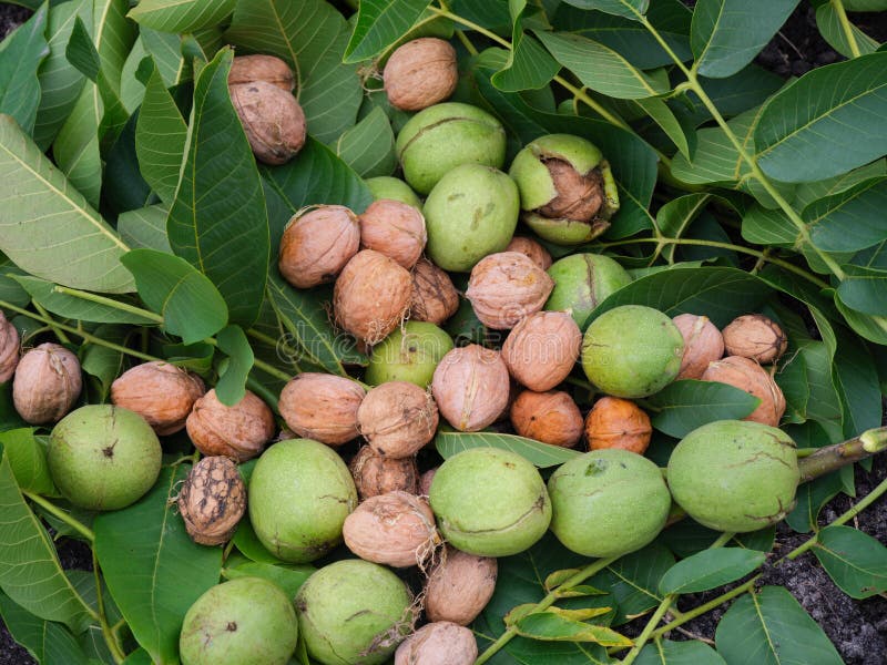561 Harvested Walnuts Stock Photos Free & RoyaltyFree Stock Photos