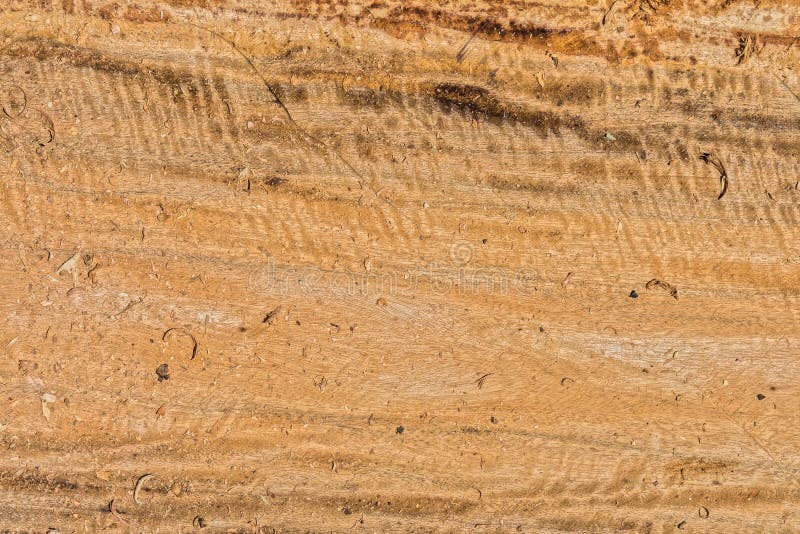 Freshly log cut texture and sawdust royalty free stock photo