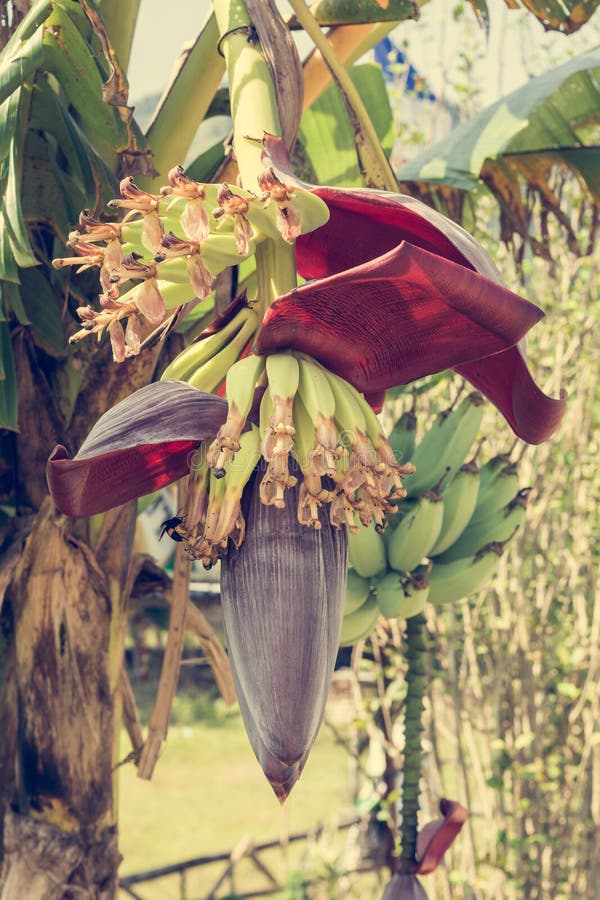 Freshly Opened Banana Flower. Stock Image Image of flower