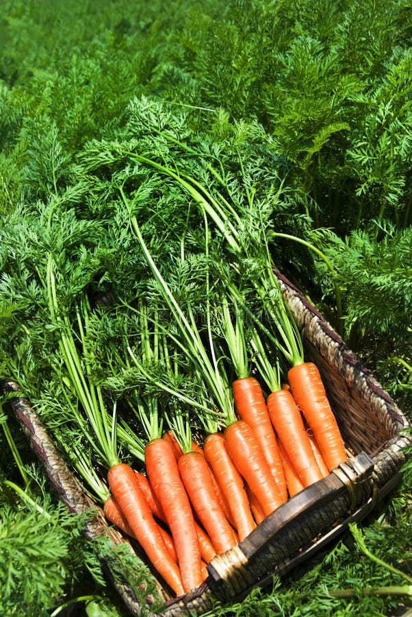 Freshly picked carrots in a basket