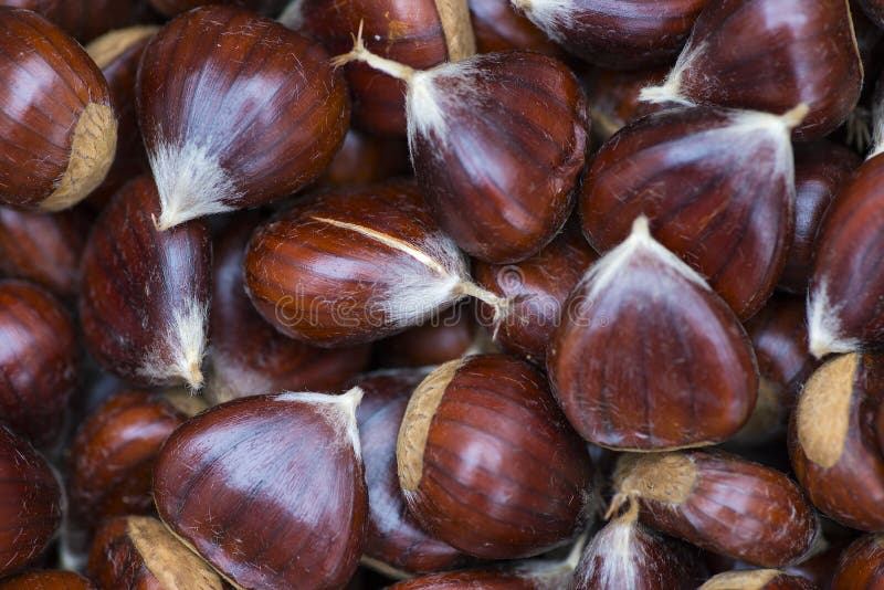 Freshly Picked Chestnuts. Chestnuts are a Very Nutritious Type of Dried Fruit Stock Photo