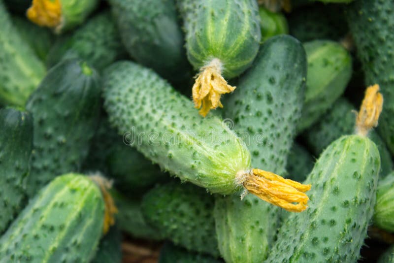 Freshly Picked Cucumbers from a Garden Bed in a Basket. Stock Image
