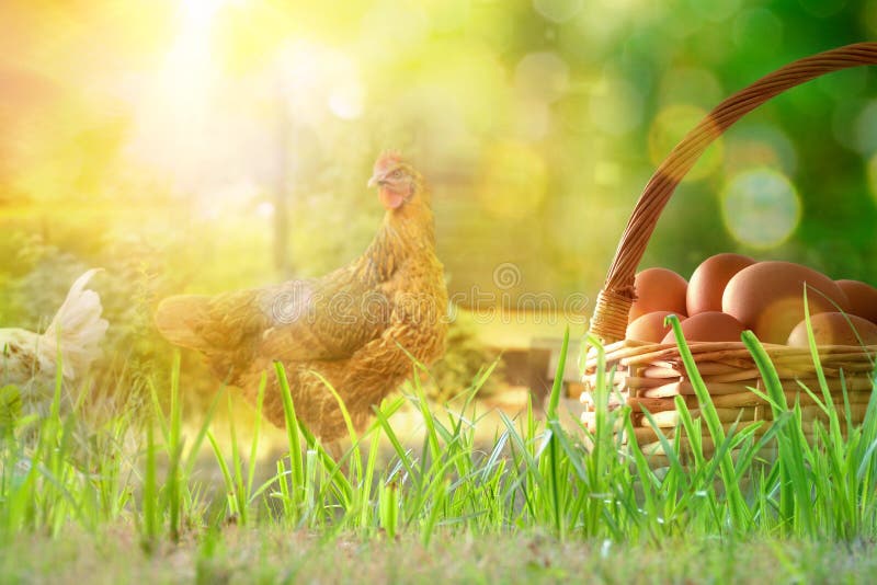 Freshly picked eggs in wicker basket on the grass and background with chickens in the field and backlit sun. Front view. Horizontal composition. Freshly picked eggs in wicker basket on the grass and background with chickens in the field and backlit sun. Front view. Horizontal composition.