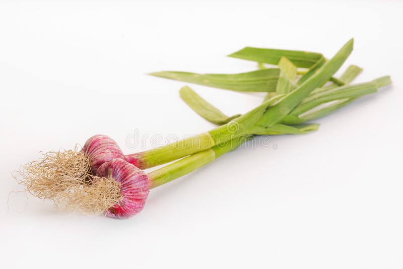 Freshly picked garlic