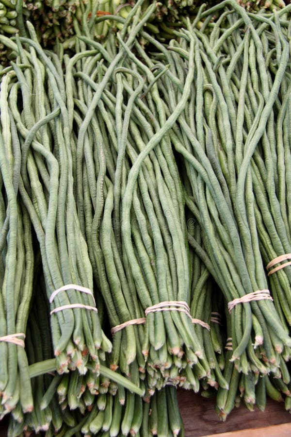 Freshly Picked Long Green Beans Stock Image Image of crisp, beans