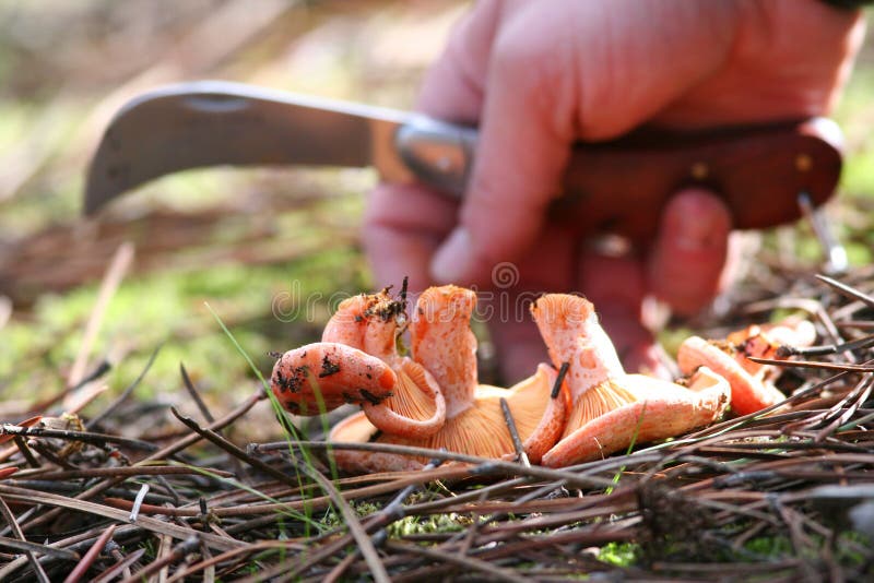 Saffron milk cap