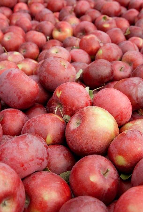 Red Apples stock image. Image of organic, ripe, multiple 42835805