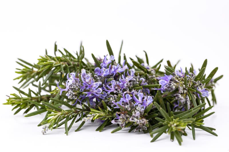 Freshly picked sprig of rosemary isolated on white stock photos Freshly picked sprig of rosemary isolated on white stock photos