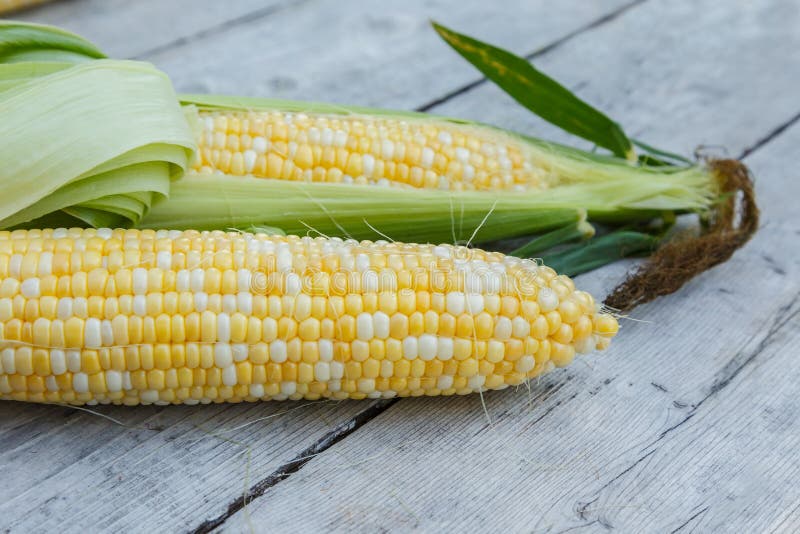 Freshly picked bicolor sweet corn on a wooden background. Freshly picked bicolor sweet corn on a wooden background