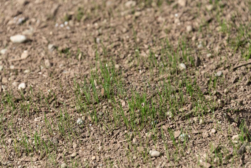 Freshly Planted Grass Seeds Growing in Dry Dirt with Pebbles in it