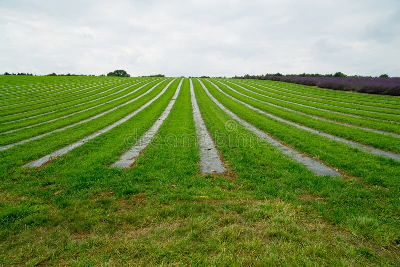 Freshly Planted Lavender Field at Summertime. Stock Image Image of