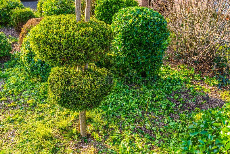Freshly pruned backyard, garden maintenance, conifer tree with decorative round shapes stock photos Freshly pruned backyard, garden maintenance, conifer tree with decorative round shapes stock photos