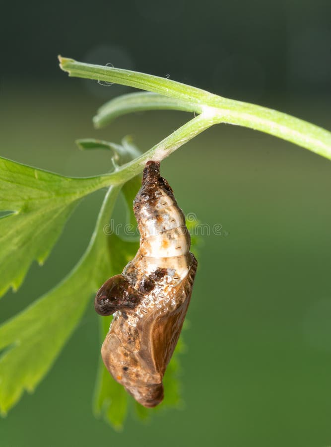 Freshly pupated Red-spotted Purple butterfly chrysalis hanging on a parsley stalk