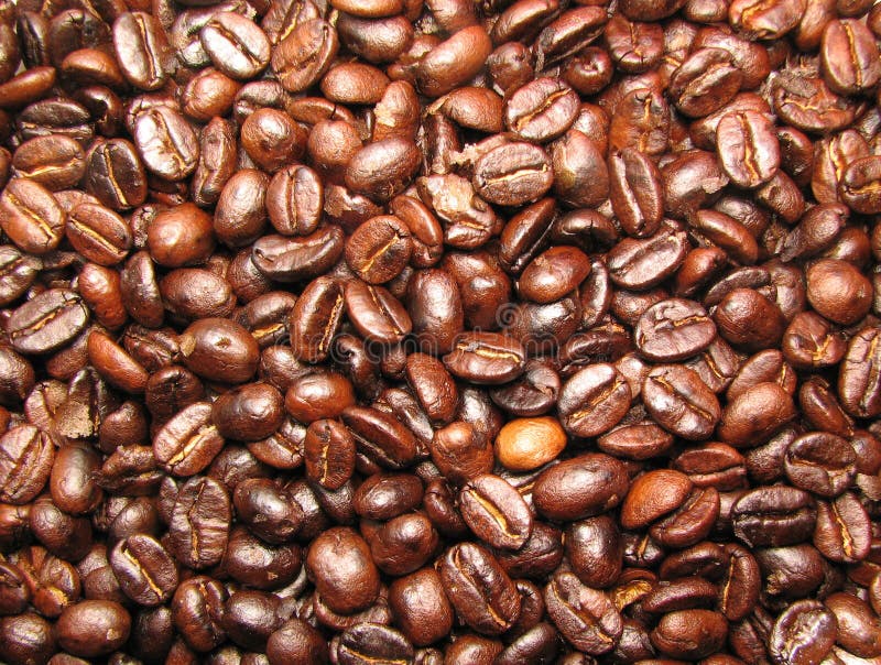 Freshly Roasted Robusta Cofee Bean. Stock Photo Image of robusta