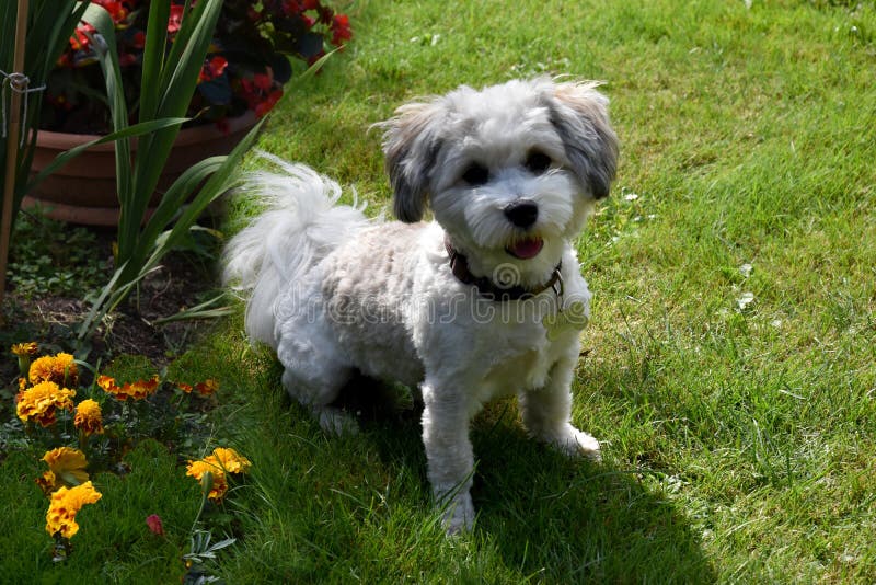 Freshly Sheared Havanese Puppy Stock Image - Image of looking, alert:  178685535