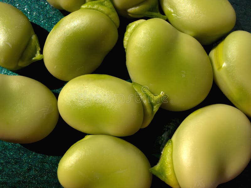 Broad Bean Plant in Flower. Stock Image Image of spain, flower 30638027