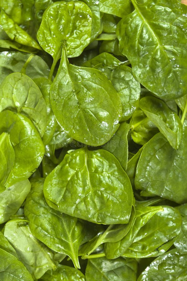 Freshly Washed Spinach Leaves Stock Photo - Image of edible, herb