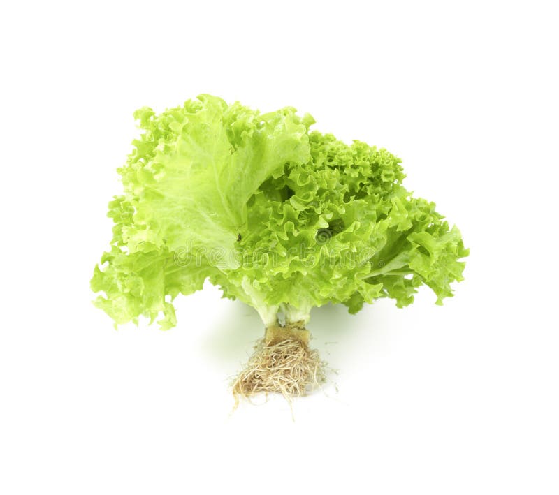The Freshness Lettuce Coral Isolated on White Background Stock Image