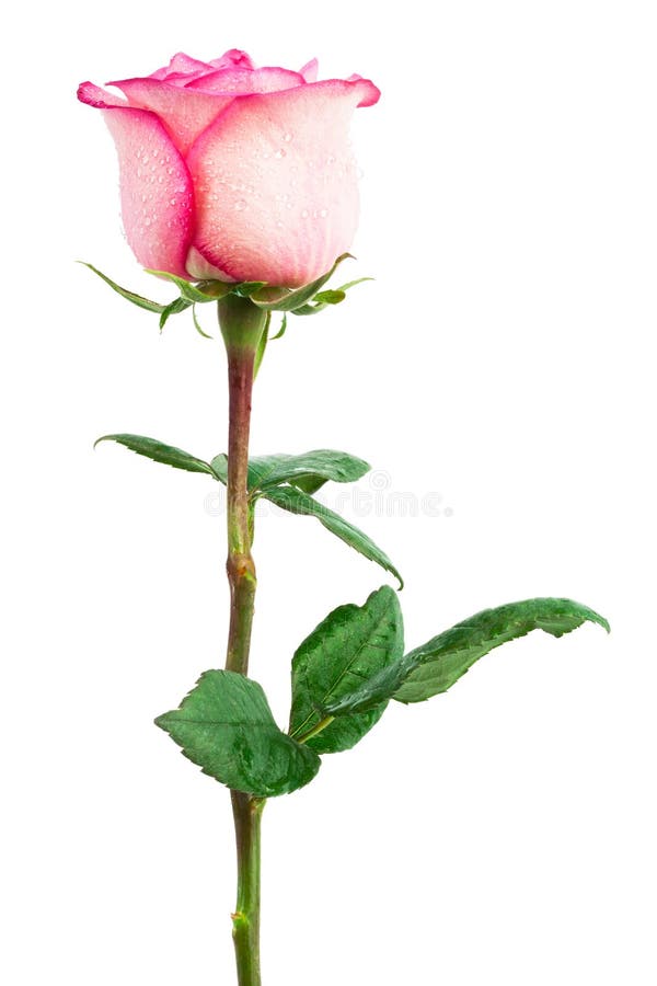 Watercolor Rosebud Isolated on White. Hand Draw Illustrations. Stock Image  - Image of drawing, birthday: 242555941