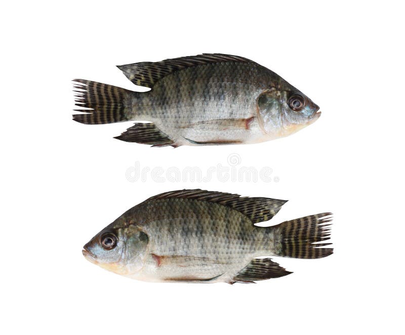 White cichlidae Malawi stock image. Image of underwater - 31472769