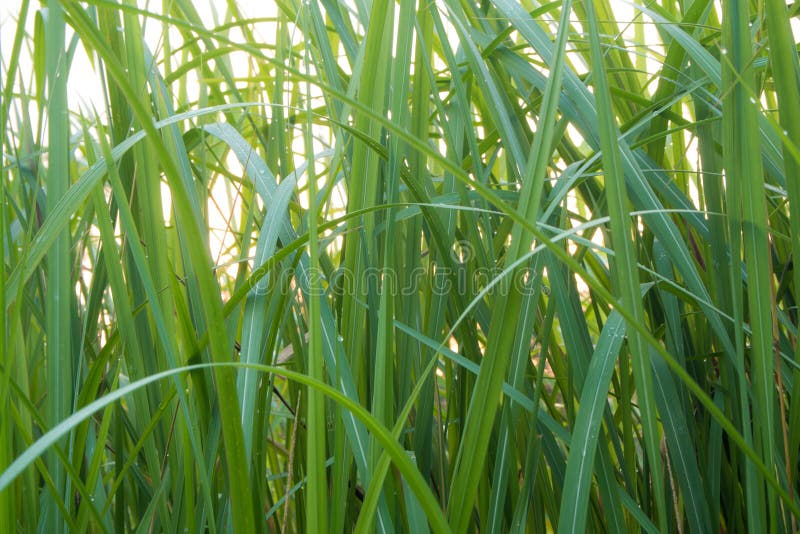 Freshness verdant green of Vetiver Grass blade