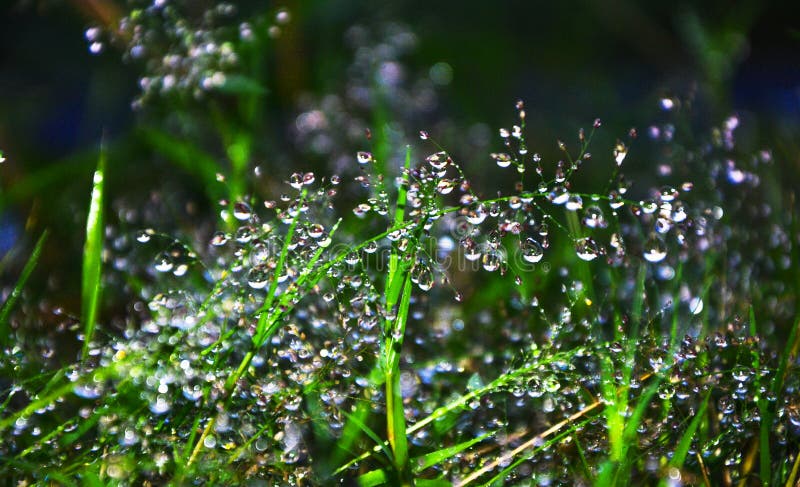 Freshness water dew drop on green grass garden, image morning in nature background royalty free stock image Freshness water dew drop on green grass garden, image morning in nature background royalty free stock image