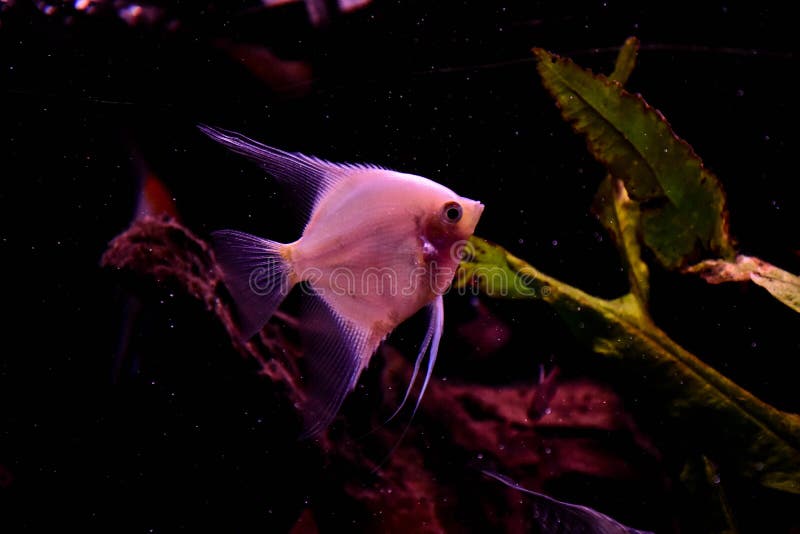 Freshwater Aquarium Fish Angelfish From Amazon River Stock Image Image Of Black Lake