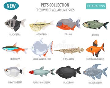 Infographic Pets Stock Illustrations – 977 Infographic Pets Stock ...