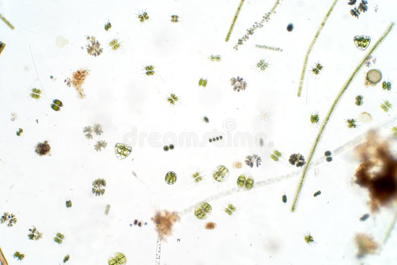 Freshwater aquatic plankton under microscope view stock photo