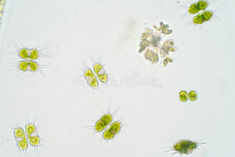 Freshwater aquatic plankton under microscope view stock photography