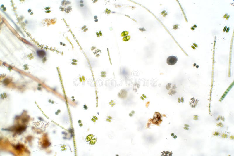 Freshwater aquatic plankton under microscope view royalty free stock photography