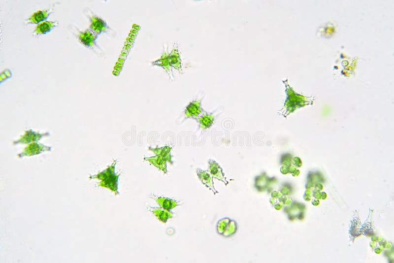 Freshwater aquatic plankton under microscope view stock photos