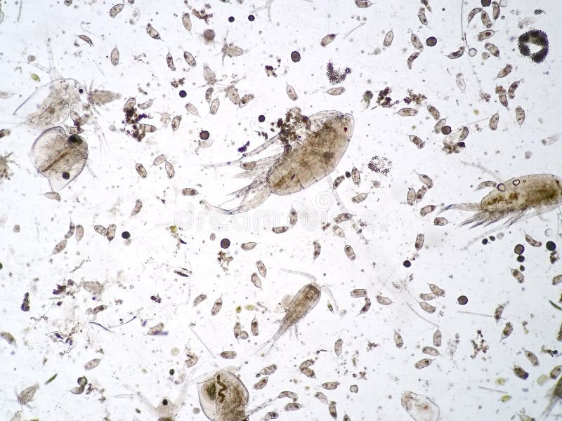 Freshwater aquatic zooplankton royalty free stock photography