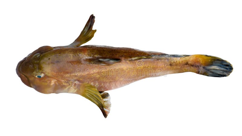 Freshwater bullhead fish, catfish, marbled sleeper, monkey goby, round, sleepy goby, isolated on white background. Seafood, food. Freshwater bullhead fish, catfish, marbled sleeper, monkey goby, round, sleepy goby, isolated on white background. Seafood, food