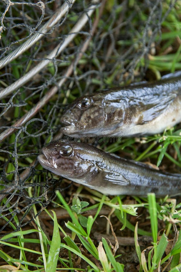 Freshwater bullhead fish or round goby fish known as Neogobius melanostomus and Neogobius fluviatilis pallasi just taken from the water. Raw bullhead fish called goby fish on black fishing and green grass as background. Freshwater bullhead fish or round goby fish known as Neogobius melanostomus and Neogobius fluviatilis pallasi just taken from the water. Raw bullhead fish called goby fish on black fishing and green grass as background