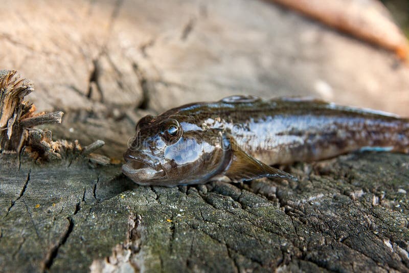 Freshwater bullhead fish or round goby fish known as Neogobius melanostomus and Neogobius fluviatilis pallasi just taken from the water. Raw bullhead fish called goby fish on natural vintage wooden background. Freshwater bullhead fish or round goby fish known as Neogobius melanostomus and Neogobius fluviatilis pallasi just taken from the water. Raw bullhead fish called goby fish on natural vintage wooden background